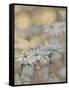 Golden Summer Daisies-Matina Theodosiou-Framed Stretched Canvas