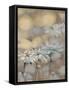 Golden Summer Daisies-Matina Theodosiou-Framed Stretched Canvas