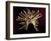 Golden Sun Mask from La Tolita Island, Ecuador, La Tolita Culture, Pre-Columbian Civilization-null-Framed Giclee Print