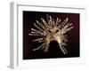 Golden Sun Mask from La Tolita Island, Ecuador, La Tolita Culture, Pre-Columbian Civilization-null-Framed Giclee Print