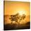 Golden Sunrise-Piet Flour-Stretched Canvas