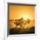 Golden Sunrise-Piet Flour-Framed Photographic Print