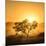 Golden Sunrise-Piet Flour-Mounted Photographic Print