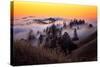 Golden Sunset and Fog Flow Marin Mount Tamalpais San Francisco-Vincent James-Stretched Canvas
