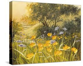 Golden Sunset-Mary Dipnall-Stretched Canvas