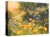 Golden Sunset-Mary Dipnall-Stretched Canvas