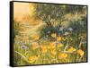 Golden Sunset-Mary Dipnall-Framed Stretched Canvas
