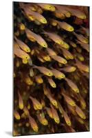 Golden Sweeper (Parapriacanthus ransonneti) shoal, Tatawa Besar, Komodo-Colin Marshall-Mounted Photographic Print