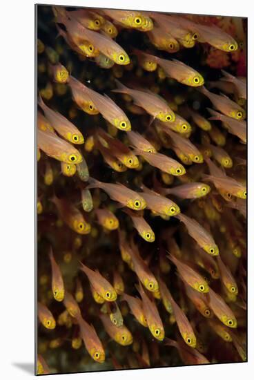 Golden Sweeper (Parapriacanthus ransonneti) shoal, Tatawa Besar, Komodo-Colin Marshall-Mounted Photographic Print