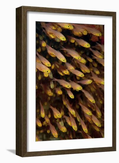 Golden Sweeper (Parapriacanthus ransonneti) shoal, Tatawa Besar, Komodo-Colin Marshall-Framed Photographic Print