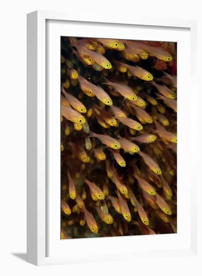 Golden Sweeper (Parapriacanthus ransonneti) shoal, Tatawa Besar, Komodo-Colin Marshall-Framed Photographic Print