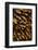 Golden Sweeper (Parapriacanthus ransonneti) shoal, Tatawa Besar, Komodo-Colin Marshall-Framed Photographic Print