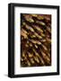 Golden Sweeper (Parapriacanthus ransonneti) shoal, Tatawa Besar, Komodo-Colin Marshall-Framed Photographic Print