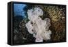 Golden Sweepers Surround a Soft Coral Colony in Indonesia-Stocktrek Images-Framed Stretched Canvas