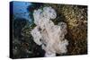 Golden Sweepers Surround a Soft Coral Colony in Indonesia-Stocktrek Images-Stretched Canvas