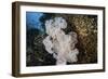 Golden Sweepers Surround a Soft Coral Colony in Indonesia-Stocktrek Images-Framed Photographic Print