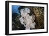 Golden Sweepers Surround a Soft Coral Colony in Indonesia-Stocktrek Images-Framed Photographic Print