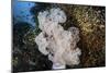 Golden Sweepers Surround a Soft Coral Colony in Indonesia-Stocktrek Images-Mounted Photographic Print