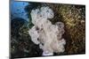 Golden Sweepers Surround a Soft Coral Colony in Indonesia-Stocktrek Images-Mounted Photographic Print