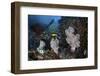 Golden Sweepers Surround Soft Corals in Indonesia-Stocktrek Images-Framed Photographic Print