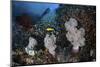 Golden Sweepers Surround Soft Corals in Indonesia-Stocktrek Images-Mounted Photographic Print