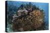 Golden Sweepers Swim under a Coral Bommie in Raja Ampat, Indonesia-Stocktrek Images-Stretched Canvas