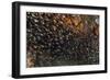 Golden Sweepers Swim under a Coral Bommie in Raja Ampat, Indonesia-Stocktrek Images-Framed Photographic Print