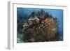 Golden Sweepers Swim under a Coral Bommie in Raja Ampat, Indonesia-Stocktrek Images-Framed Photographic Print