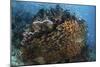 Golden Sweepers Swim under a Coral Bommie in Raja Ampat, Indonesia-Stocktrek Images-Mounted Photographic Print