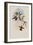 Golden-Tail, Chrysuronia Chrysura-John Gould-Framed Giclee Print