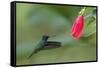 Golden-tailed Sapphire (Chrysuronia oenone) hummingbird in flight, Manu National Park-G&M Therin-Weise-Framed Stretched Canvas