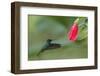Golden-tailed Sapphire (Chrysuronia oenone) hummingbird in flight, Manu National Park-G&M Therin-Weise-Framed Photographic Print