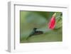 Golden-tailed Sapphire (Chrysuronia oenone) hummingbird in flight, Manu National Park-G&M Therin-Weise-Framed Photographic Print