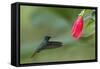 Golden-tailed Sapphire (Chrysuronia oenone) hummingbird in flight, Manu National Park-G&M Therin-Weise-Framed Stretched Canvas