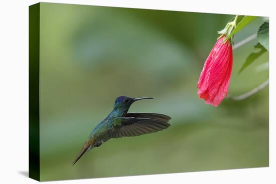 Golden-tailed Sapphire (Chrysuronia oenone) hummingbird in flight, Manu National Park-G&M Therin-Weise-Stretched Canvas