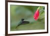 Golden-tailed Sapphire (Chrysuronia oenone) hummingbird in flight, Manu National Park-G&M Therin-Weise-Framed Photographic Print