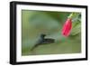 Golden-tailed Sapphire (Chrysuronia oenone) hummingbird in flight, Manu National Park-G&M Therin-Weise-Framed Photographic Print