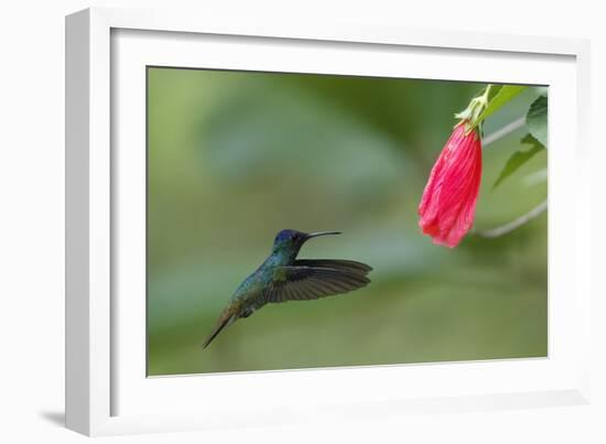 Golden-tailed Sapphire (Chrysuronia oenone) hummingbird in flight, Manu National Park-G&M Therin-Weise-Framed Photographic Print