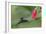 Golden-tailed Sapphire (Chrysuronia oenone) hummingbird in flight, Manu National Park-G&M Therin-Weise-Framed Photographic Print