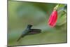 Golden-tailed Sapphire (Chrysuronia oenone) hummingbird in flight, Manu National Park-G&M Therin-Weise-Mounted Photographic Print