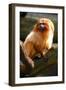 Golden Tamarin-Lantern Press-Framed Art Print