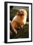 Golden Tamarin-Lantern Press-Framed Art Print