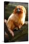 Golden Tamarin-Lantern Press-Stretched Canvas