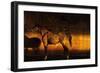 Golden Thai Arabian-Daniel Stanford-Framed Art Print