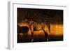 Golden Thai Arabian-Daniel Stanford-Framed Art Print