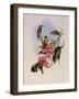 Golden-Throated Hummingbird, Chrysobronchus Virescens-John Gould-Framed Giclee Print