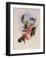 Golden-Throated Hummingbird, Chrysobronchus Virescens-John Gould-Framed Giclee Print