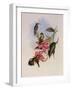 Golden-Throated Hummingbird, Chrysobronchus Virescens-John Gould-Framed Giclee Print