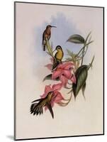 Golden-Throated Hummingbird, Chrysobronchus Virescens-John Gould-Mounted Giclee Print