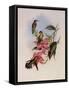 Golden-Throated Hummingbird, Chrysobronchus Virescens-John Gould-Framed Stretched Canvas